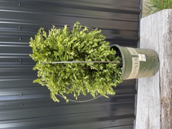 Boxwood Globe DIY Shaping Topiary